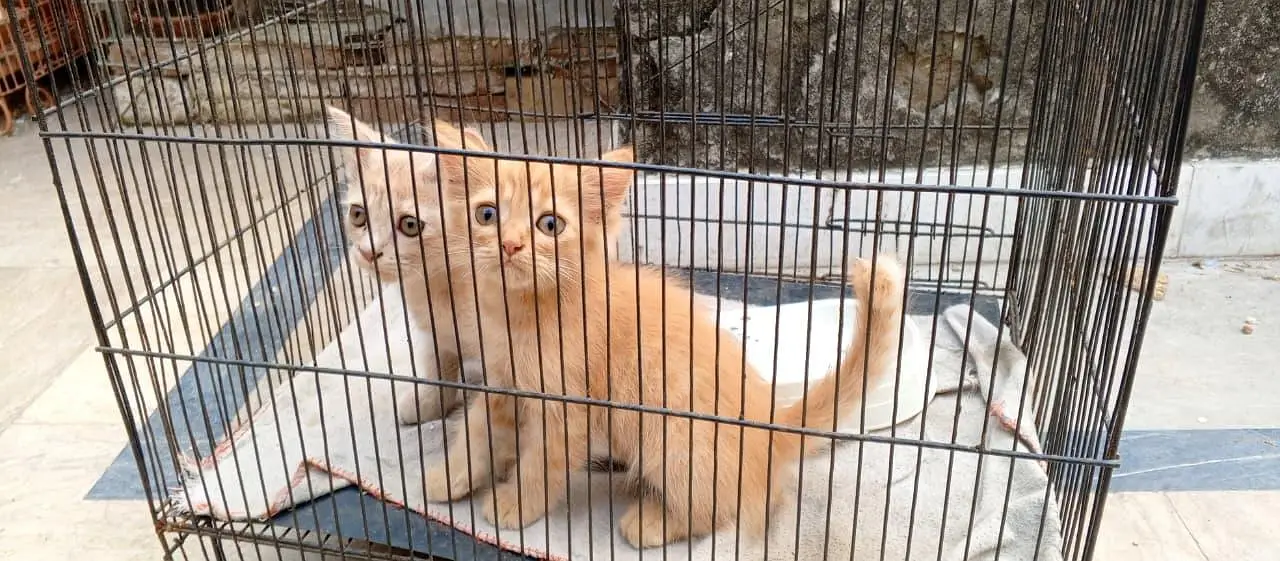 Persian kittens — photo 2