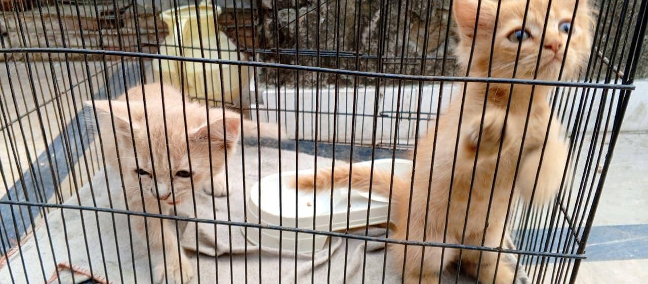 Persian kittens 2