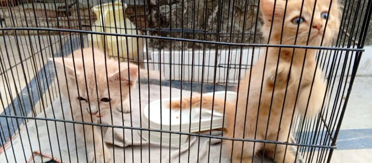 Persian kittens — photo 3