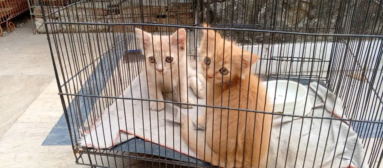 Persian kittens — photo 4