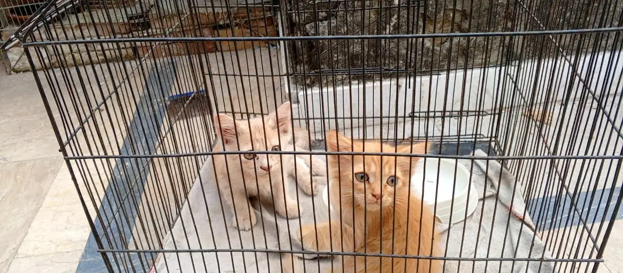 Persian kittens — photo 5