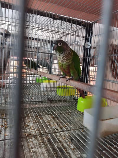 blue turquoise/torquoise split conure male available