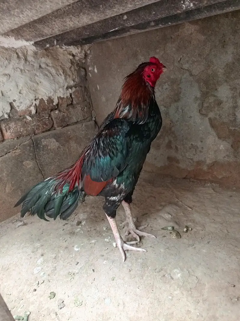 aseel — photo 2