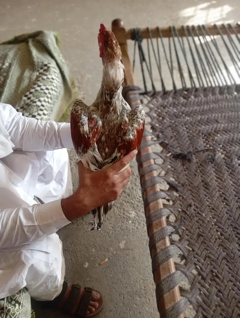 MASHALLAH but piyary Hain 2 murgiyan andon py bethi hain — photo 2