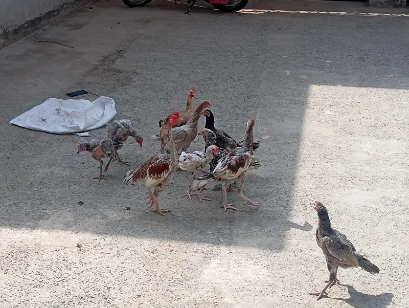 MASHALLAH but piyary Hain 2 murgiyan andon py bethi hain — photo 3