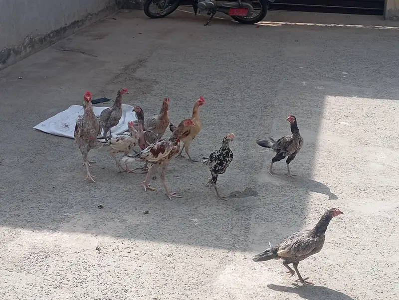MASHALLAH but piyary Hain 2 murgiyan andon py bethi hain — photo 4