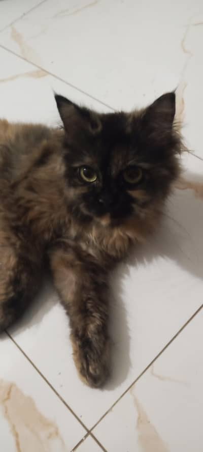 pure Persian cat