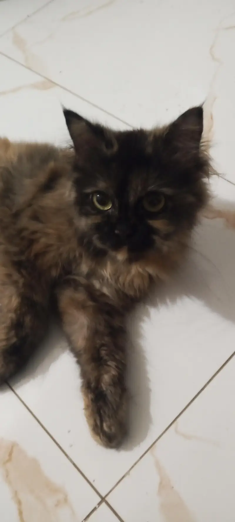pure Persian cat