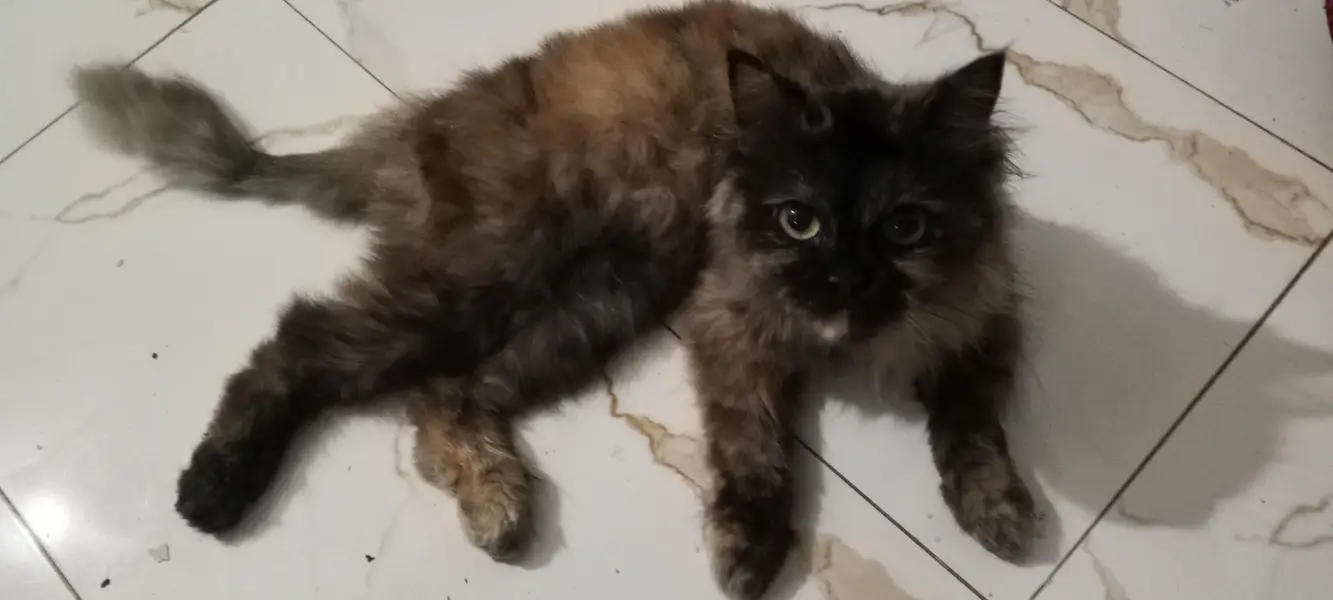 pure Persian cat — photo 2