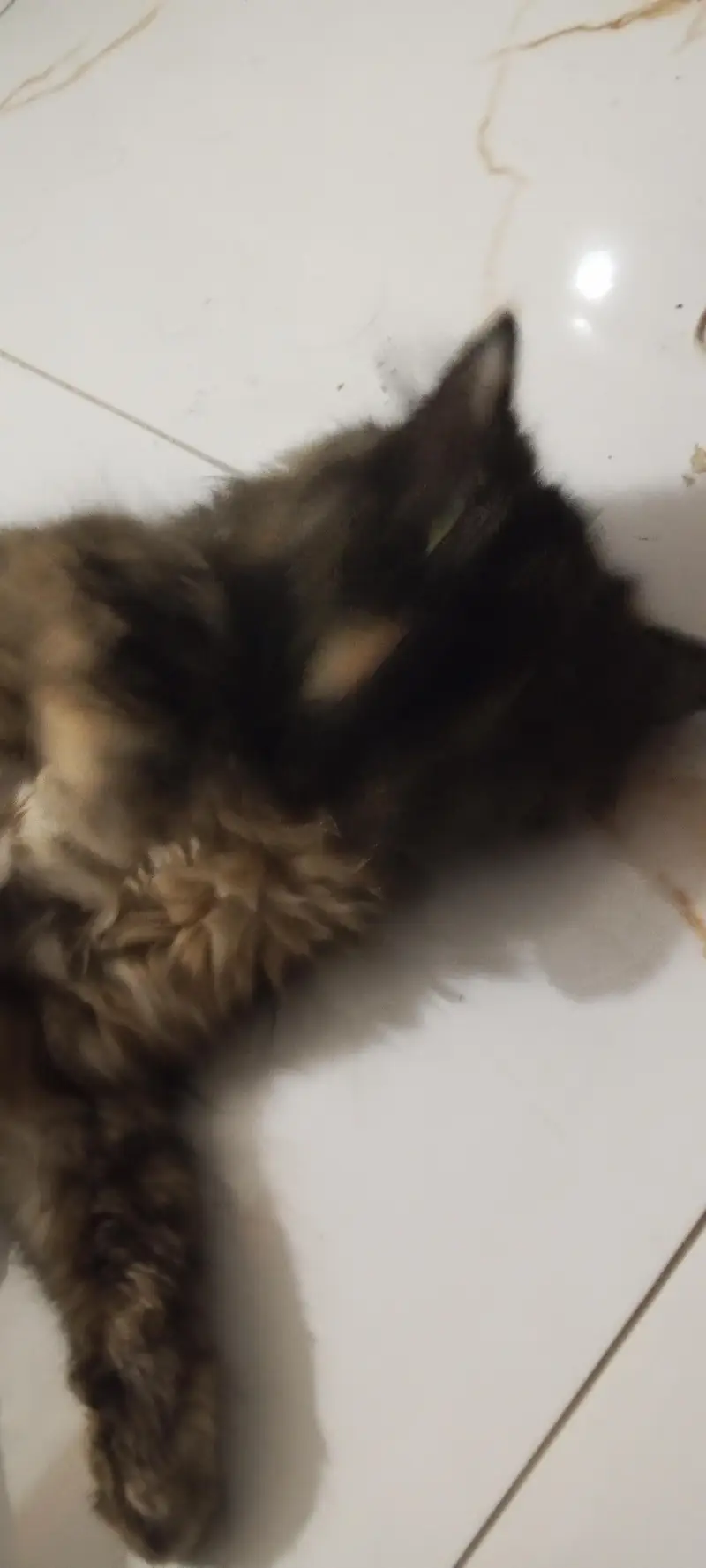 pure Persian cat — photo 3