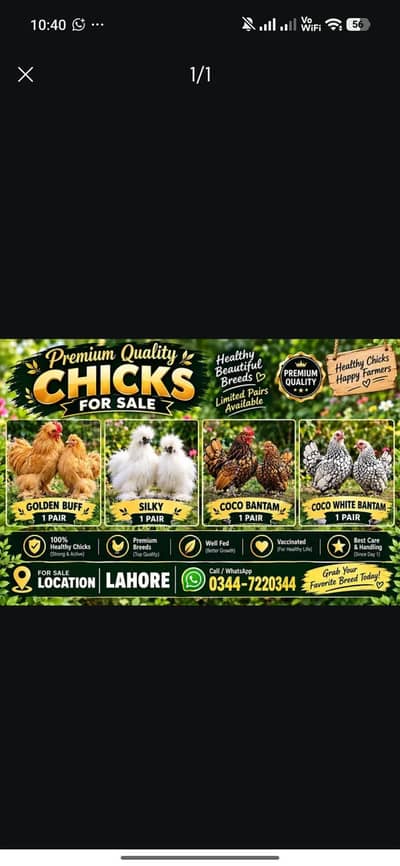 Buff pair polish Coco bantam