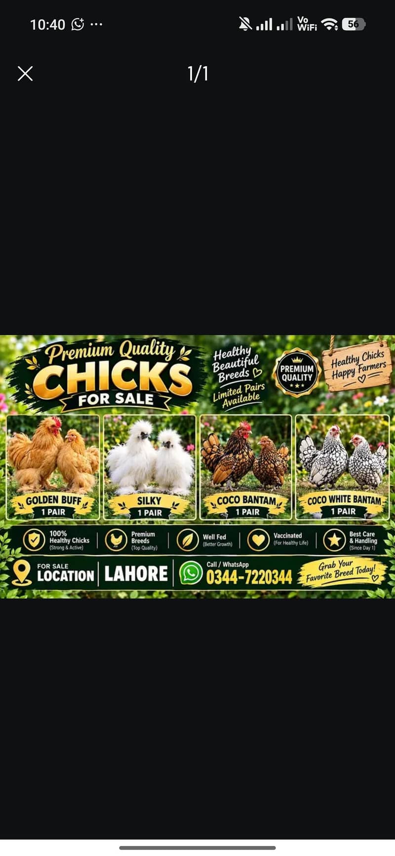 Buff pair polish Coco bantam 0
