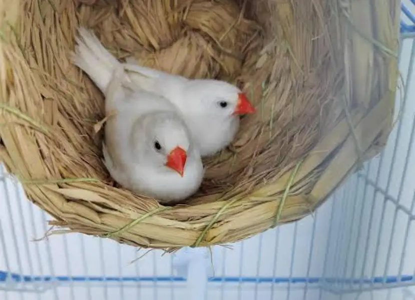 finches pair