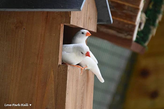 finches pair 1