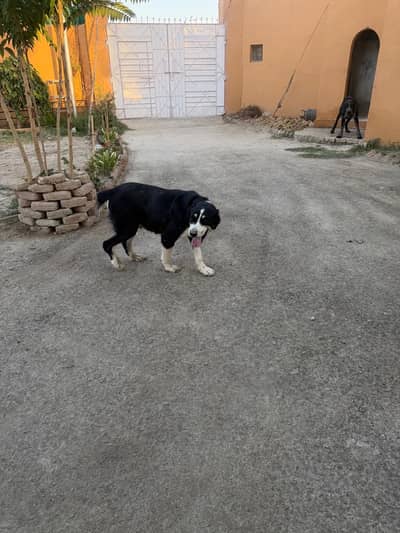 Alabai Puppies for Sale – Imported Parents