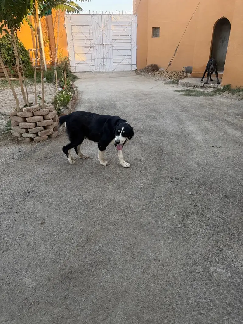 Alabai Puppies for Sale – Imported Parents