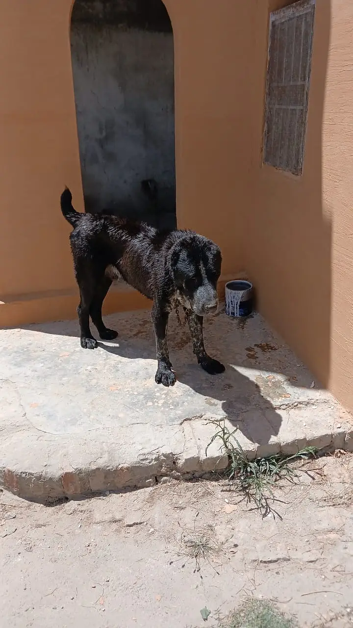Alabai Puppies for Sale – Imported Parents — photo 2