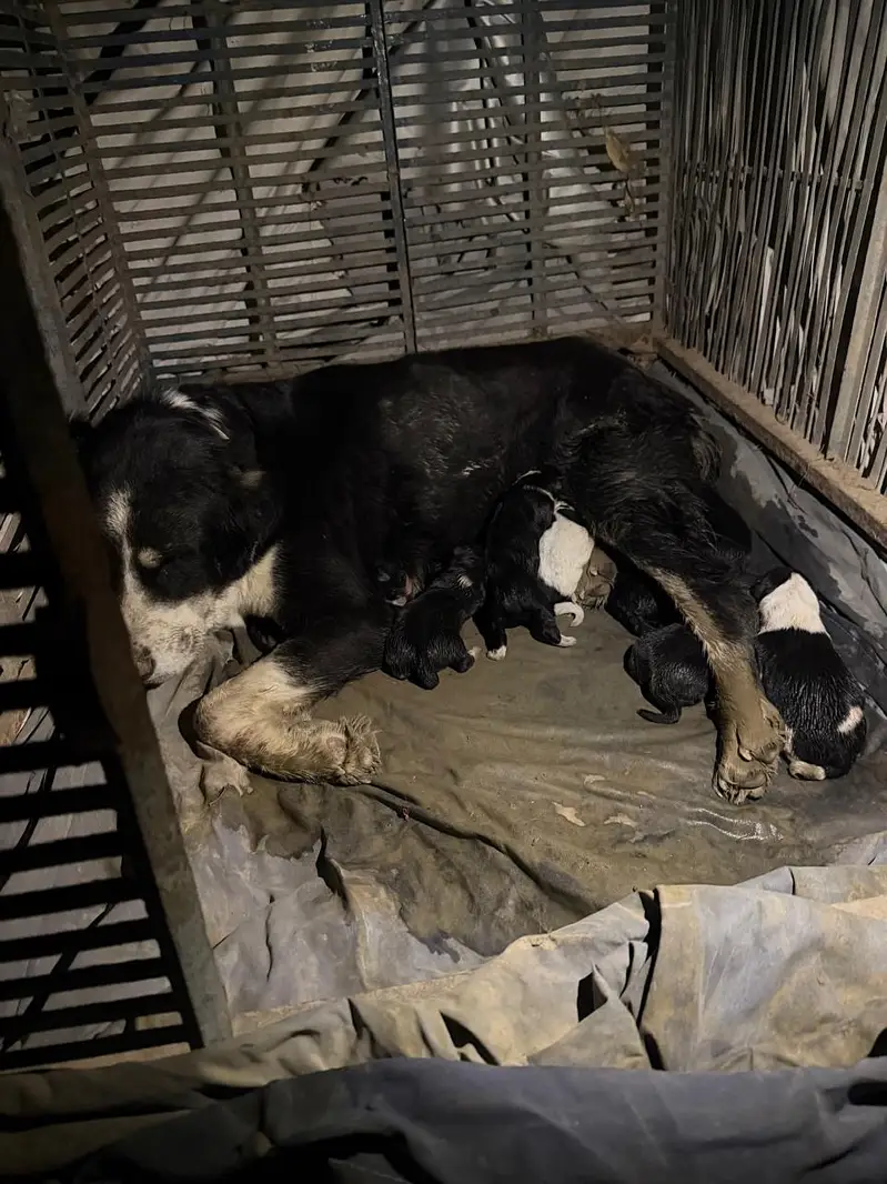 Alabai Puppies for Sale – Imported Parents — photo 3