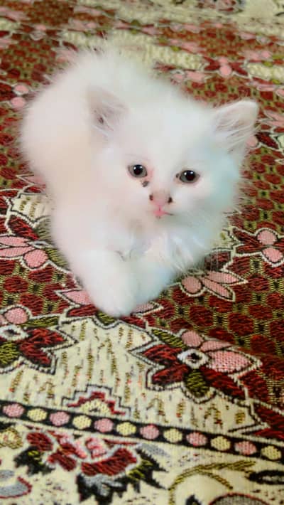 Pair of kitten for sale only whatapp kren 03494016128