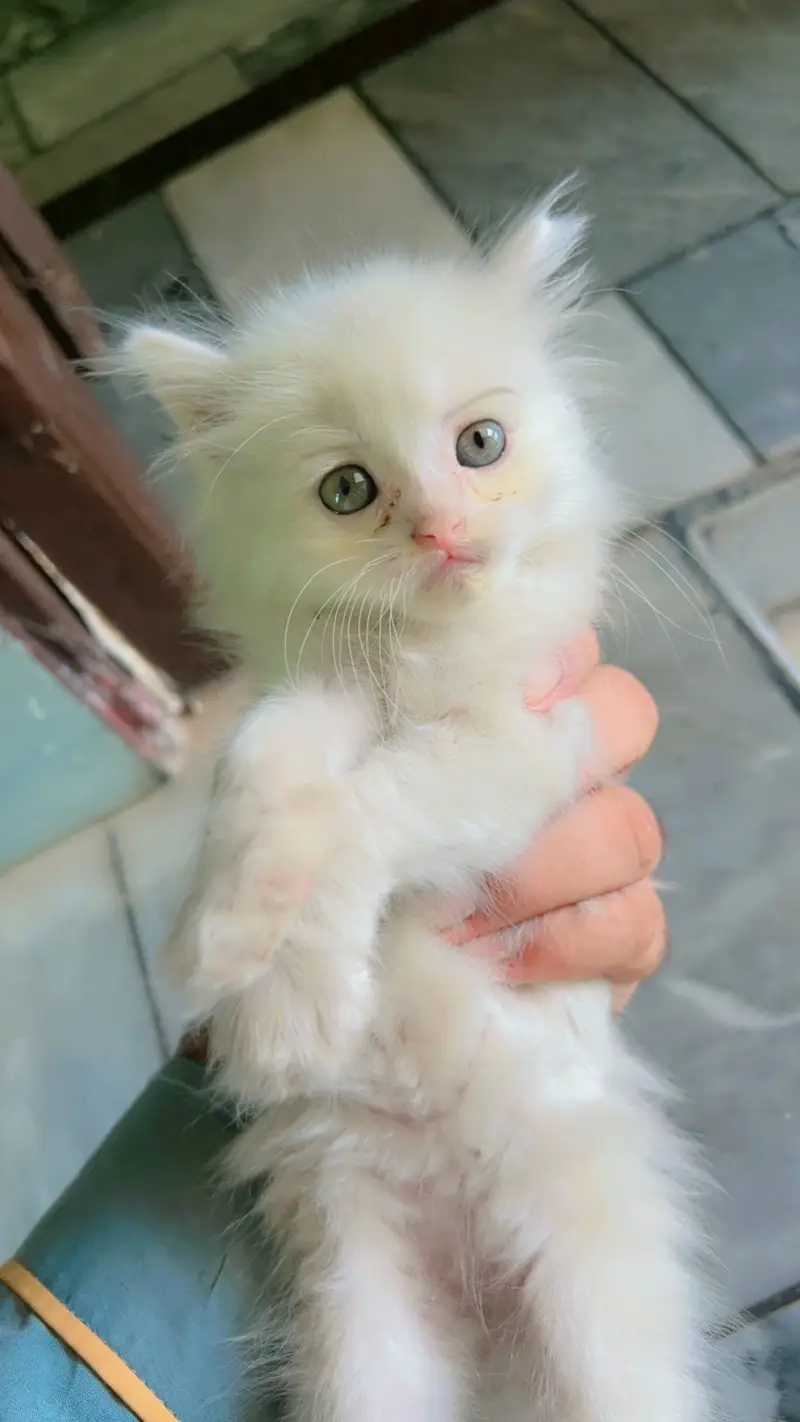 Pair of kitten for sale only whatapp kren 03494016128 — photo 2