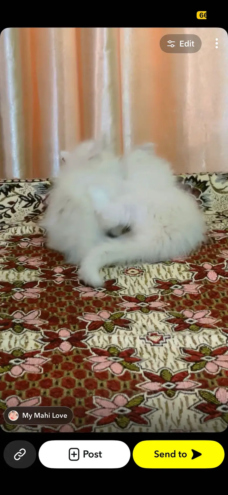 Pair of kitten for sale only whatapp kren 03494016128 — photo 3