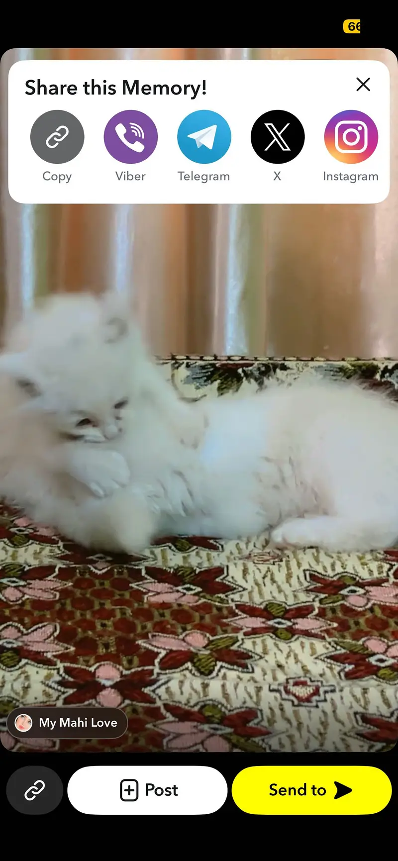 Pair of kitten for sale only whatapp kren 03494016128 — photo 4