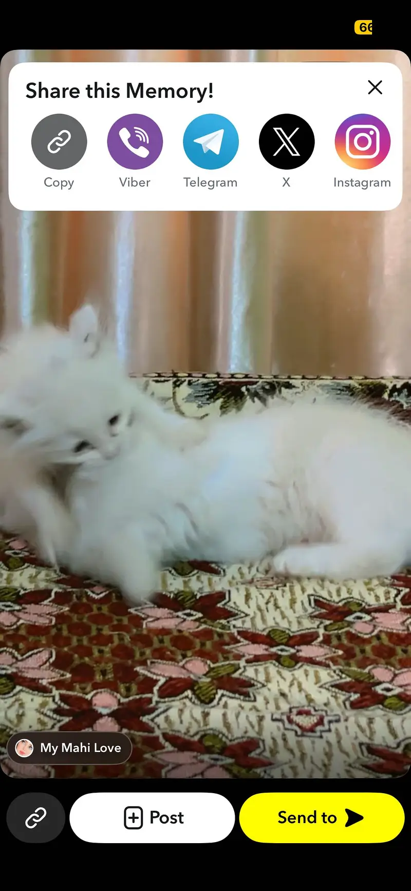 Pair of kitten for sale only whatapp kren 03494016128 — photo 5