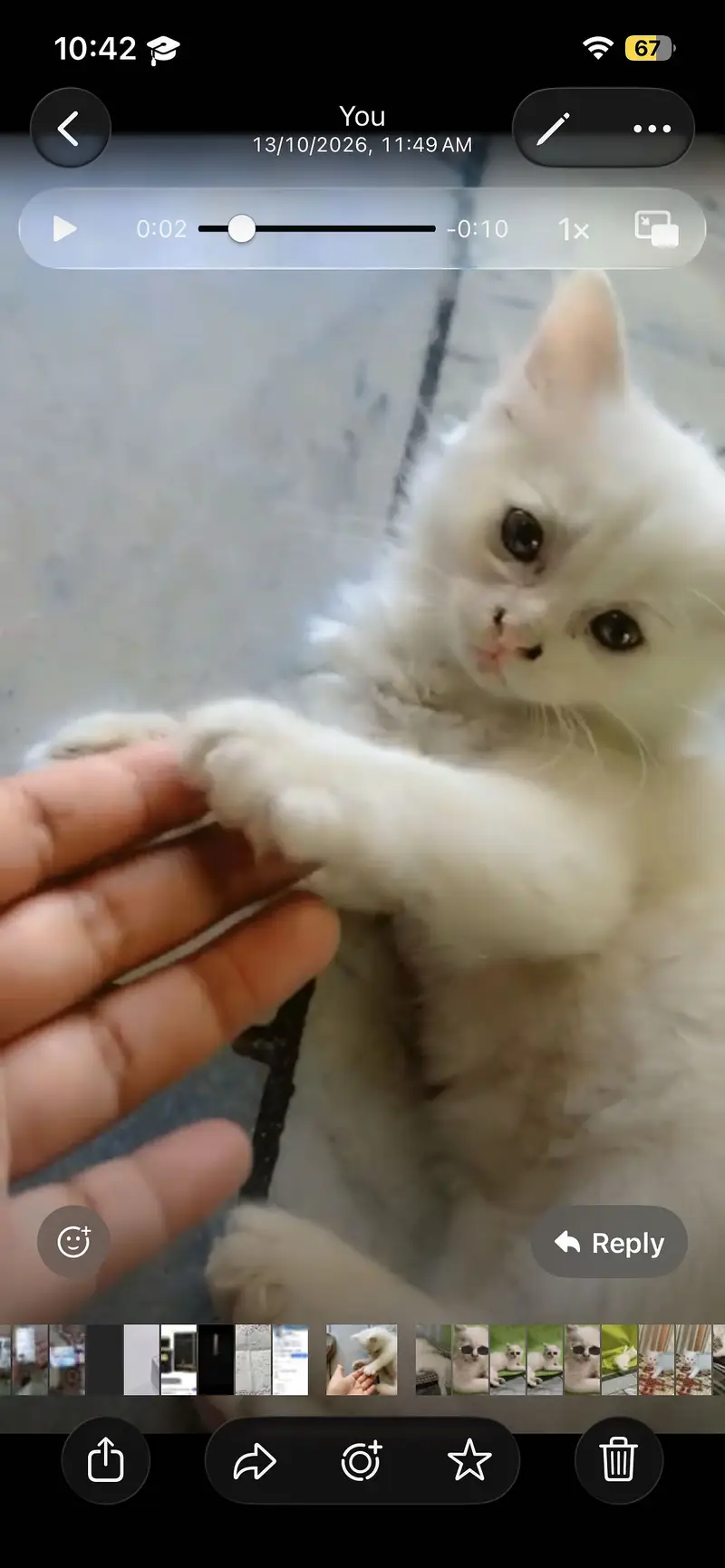 Pair of kitten for sale only whatapp kren 03494016128 — photo 6