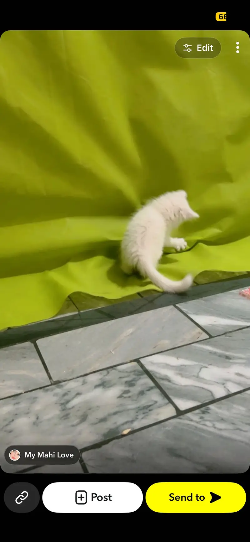 Pair of kitten for sale only whatapp kren 03494016128 — photo 7