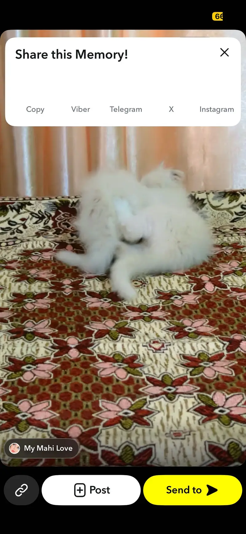 Pair of kitten for sale only whatapp kren 03494016128 — photo 8