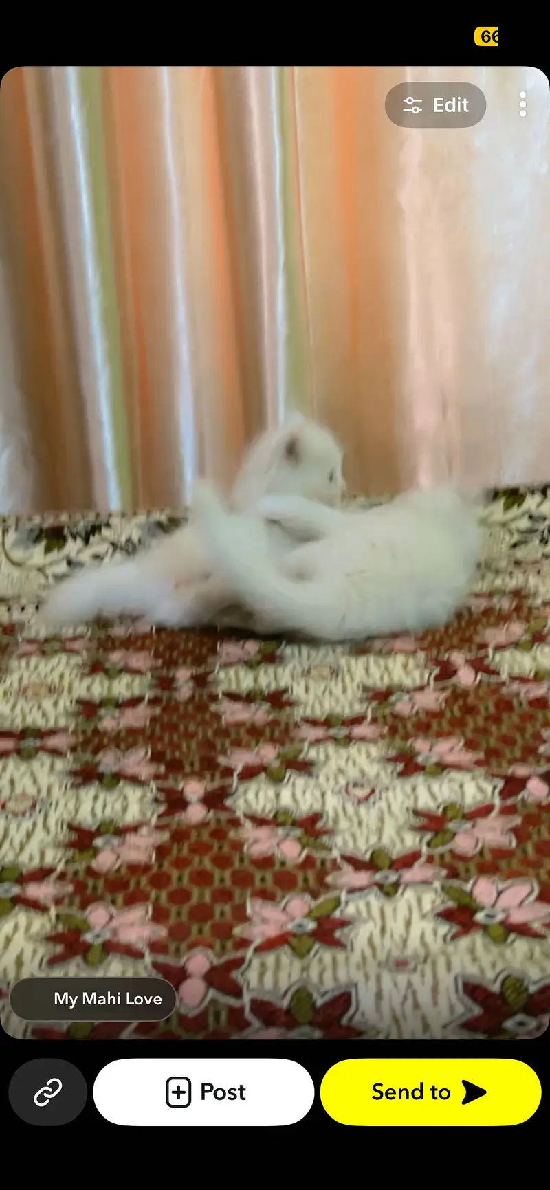 Pair of kitten for sale only whatapp kren 03494016128 — photo 9