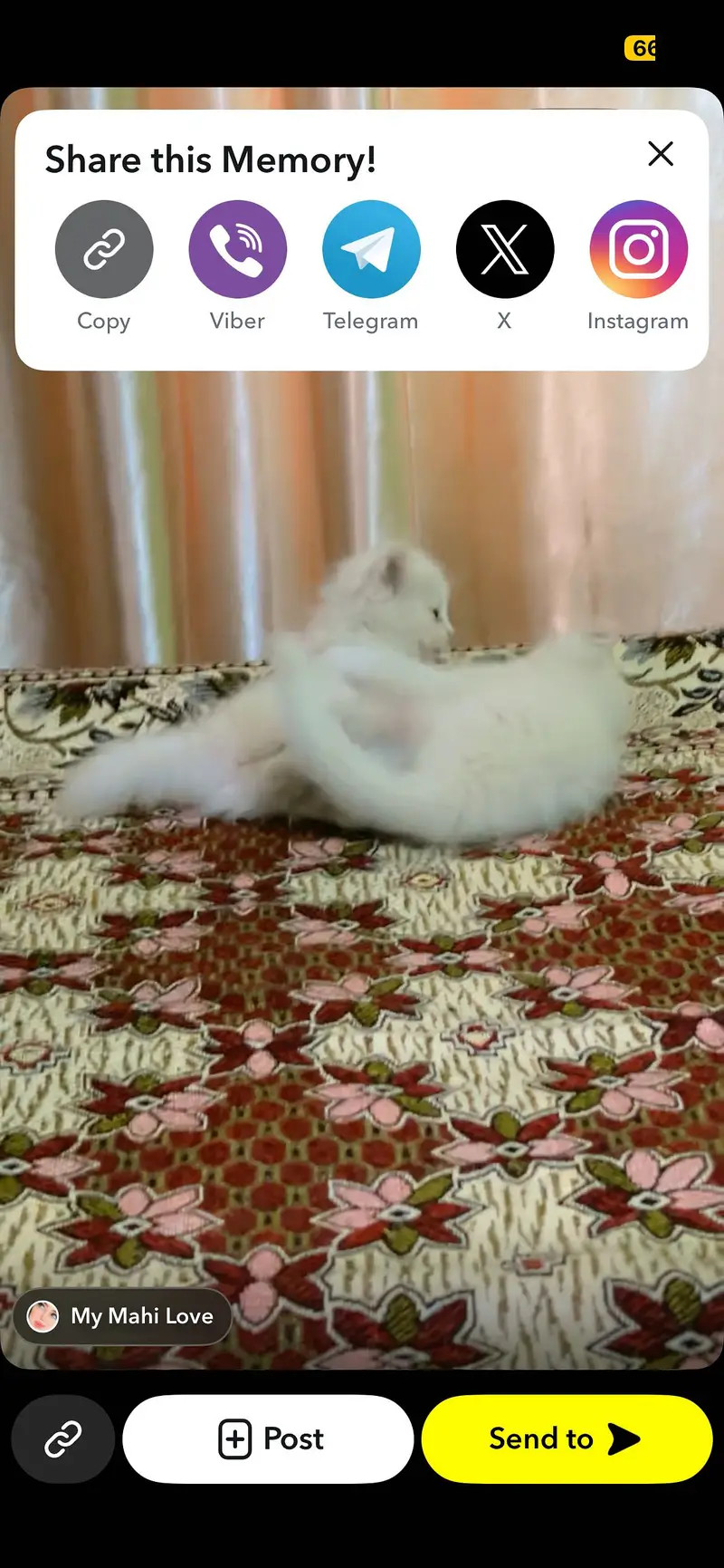 Pair of kitten for sale only whatapp kren 03494016128 — photo 10