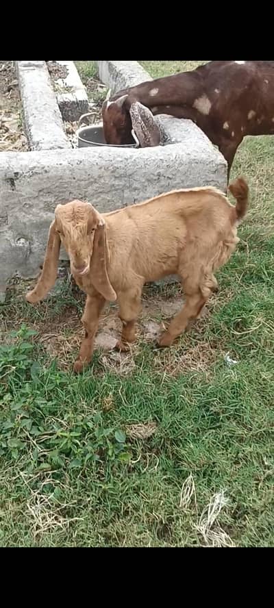 sheera female with male kid healthy active