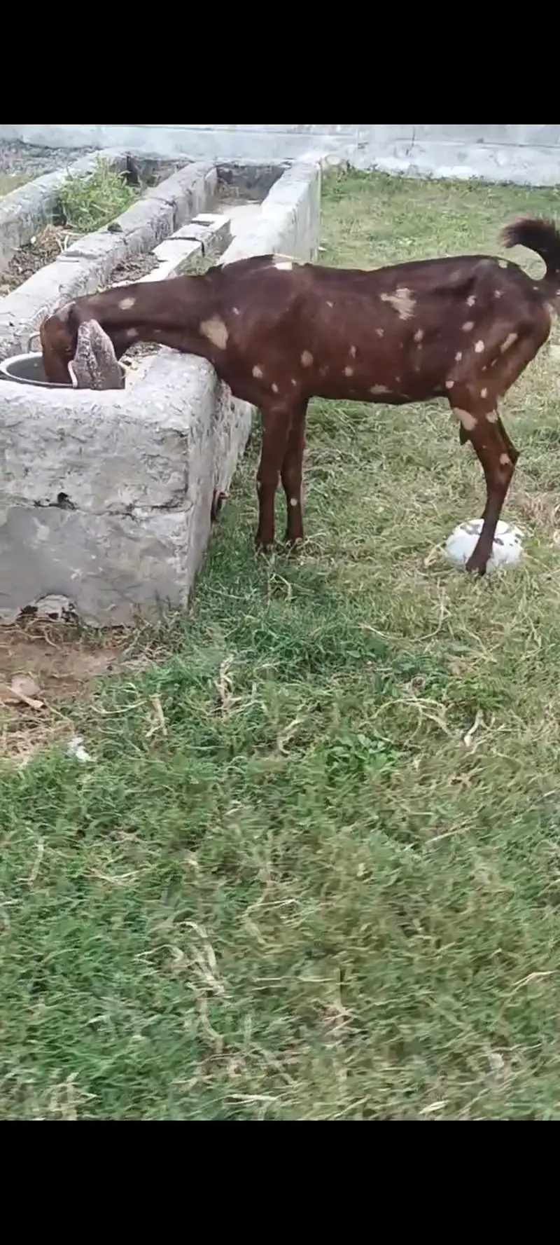 sheera female with male kid healthy active — photo 2