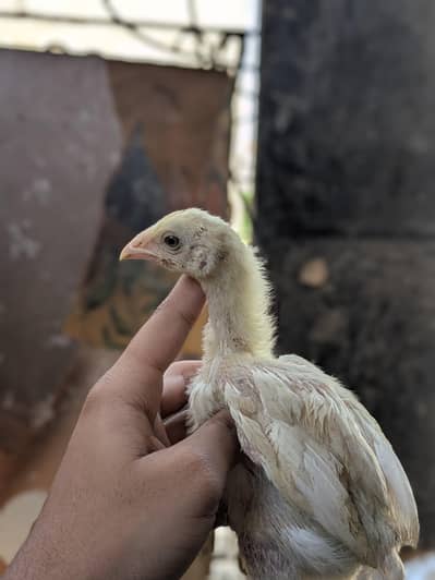 Asleep Heera chicks