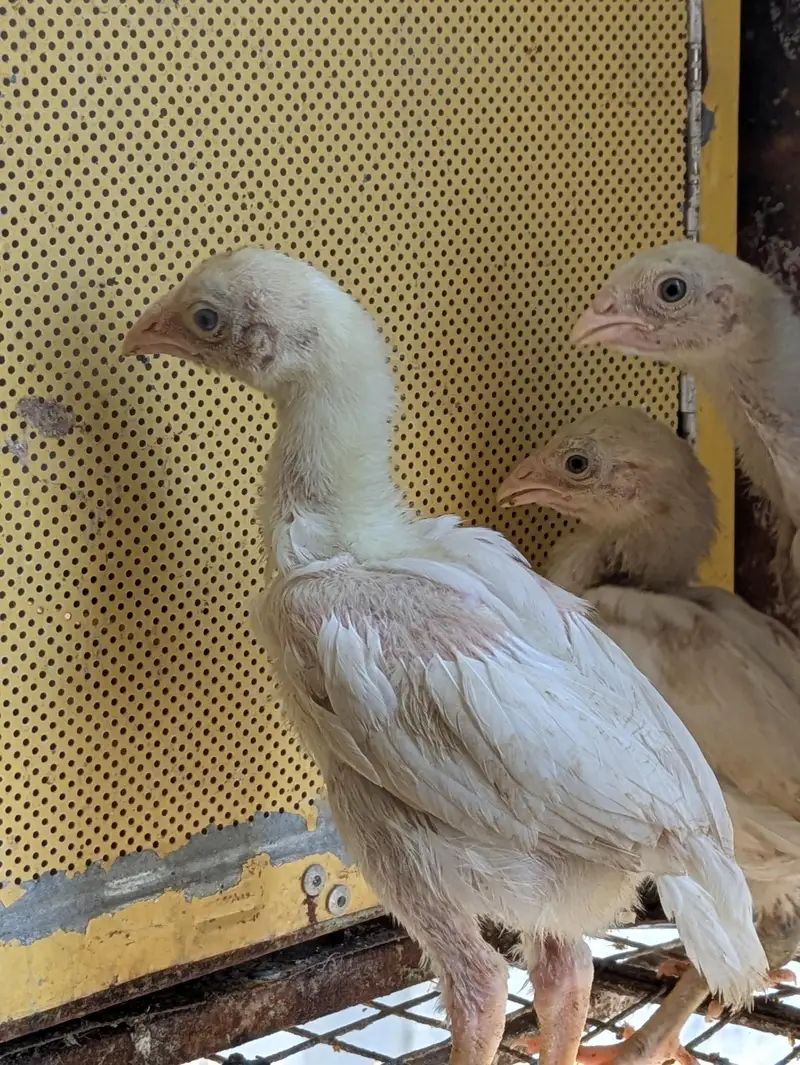 Asleep Heera chicks — photo 2