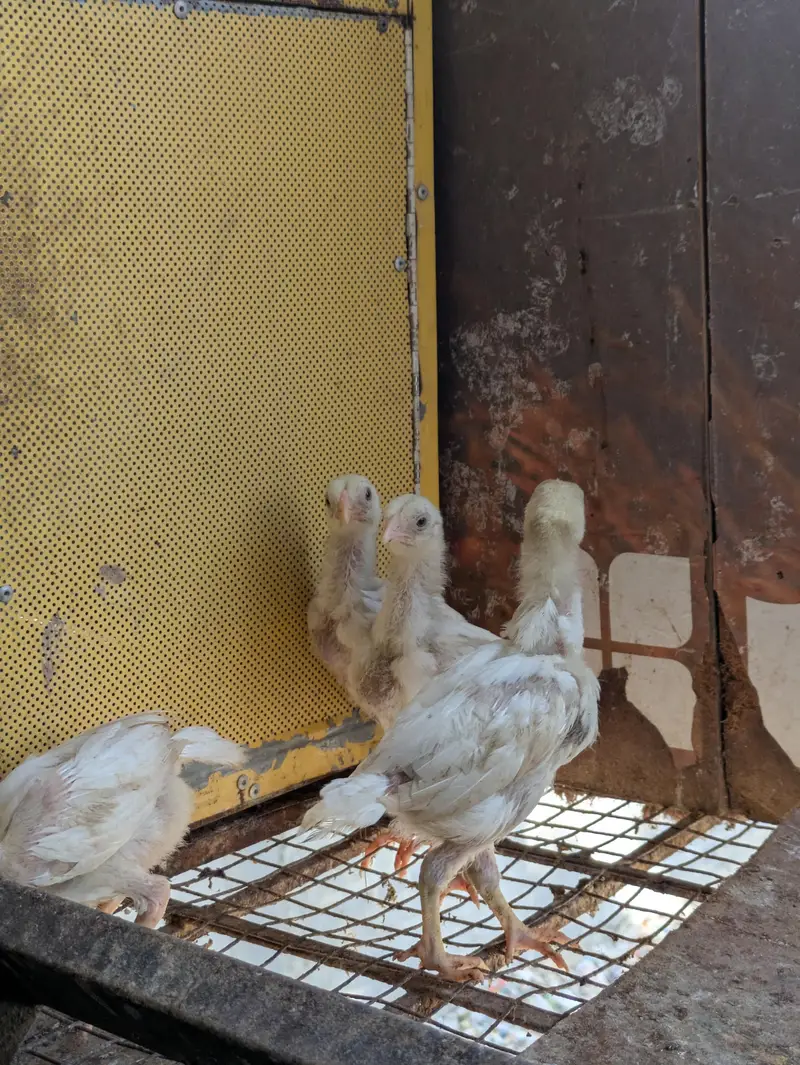 Asleep Heera chicks — photo 3