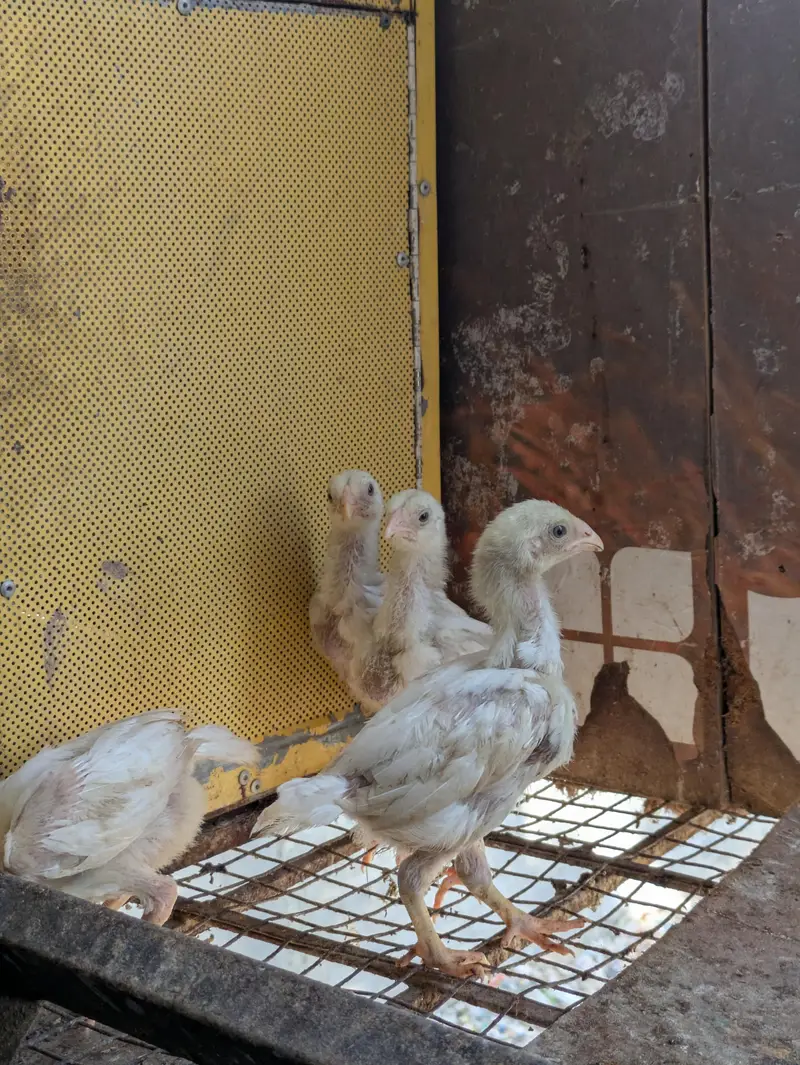 Asleep Heera chicks — photo 4
