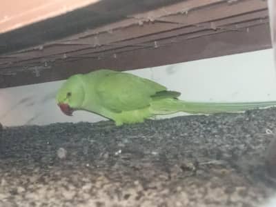 lam selling parrot