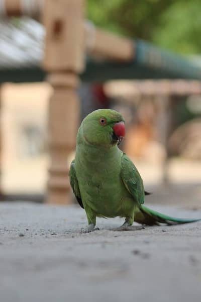 parrot