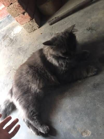 cat male for only exchange white colour cat female 03090565563