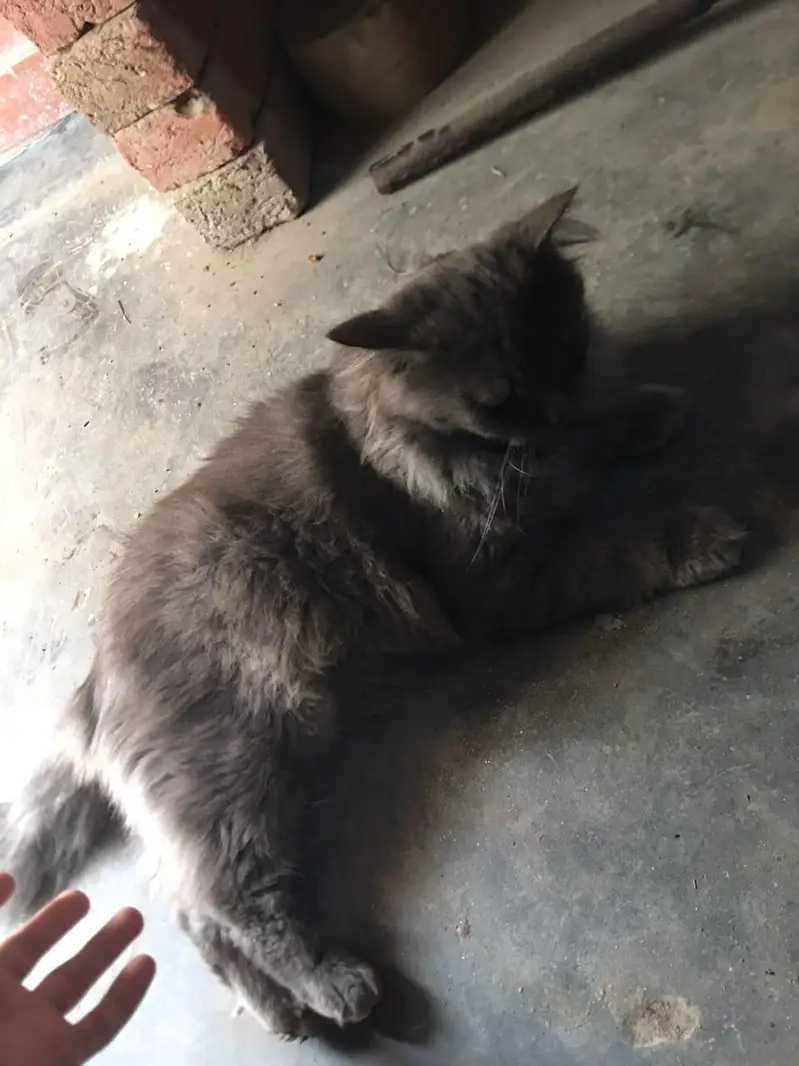 cat male for only exchange white colour cat female 03090565563