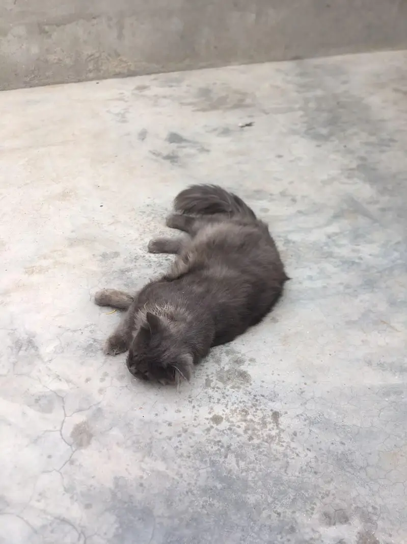 cat male for only exchange white colour cat female 03090565563 — photo 2