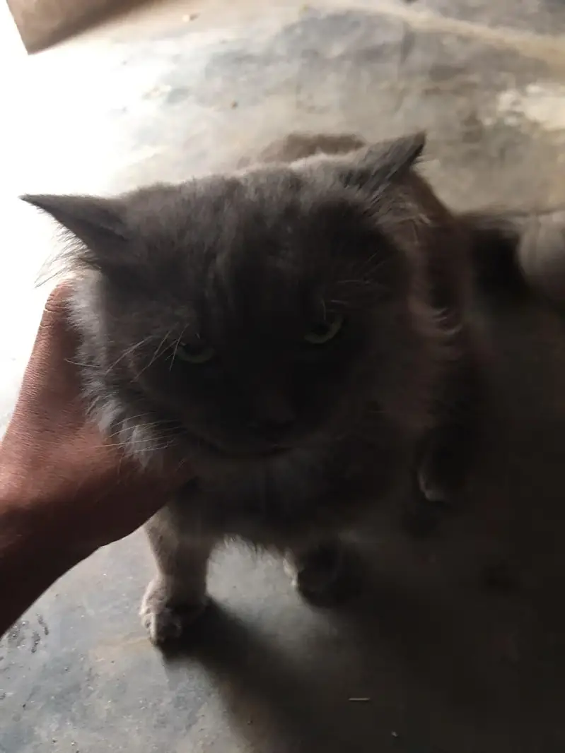 cat male for only exchange white colour cat female 03090565563 — photo 3