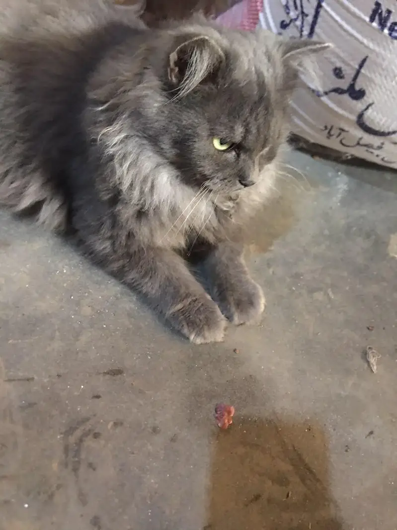 cat male for only exchange white colour cat female 03090565563 — photo 4