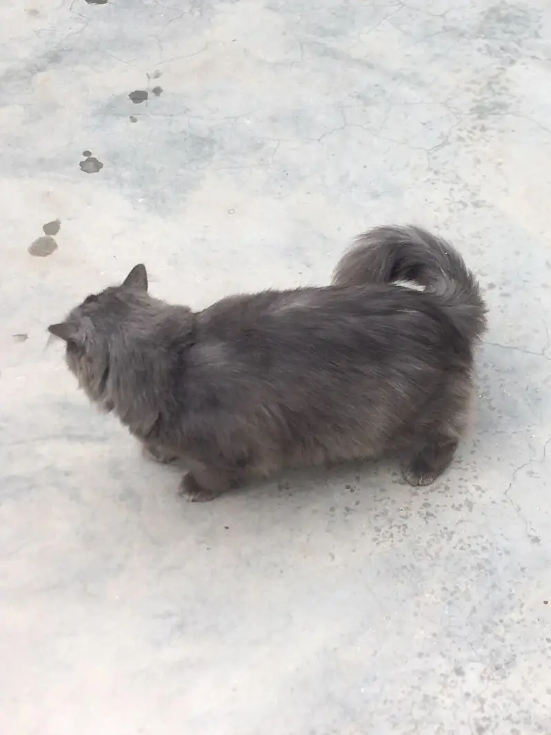cat male for only exchange white colour cat female 03090565563 — photo 5