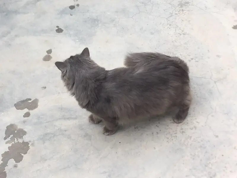 cat male for only exchange white colour cat female 03090565563 — photo 6