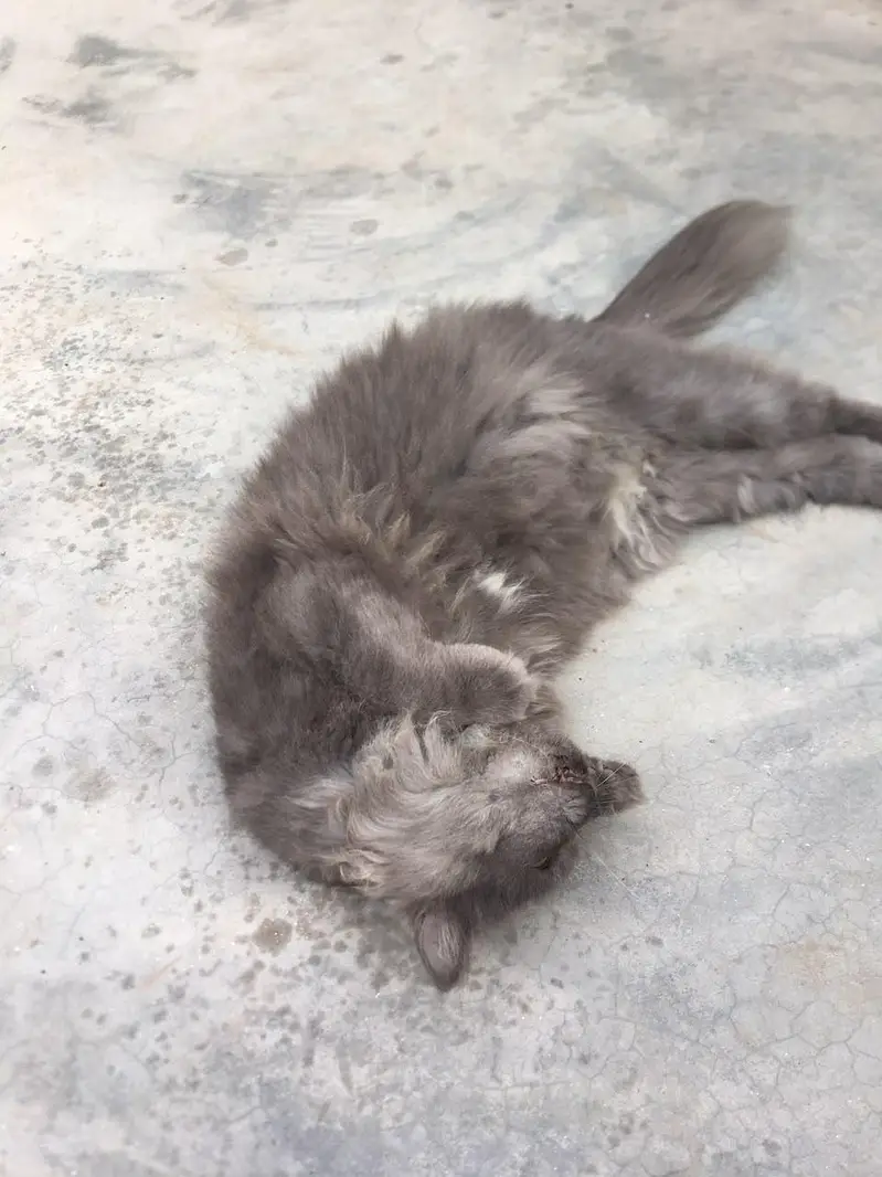cat male for only exchange white colour cat female 03090565563 — photo 7