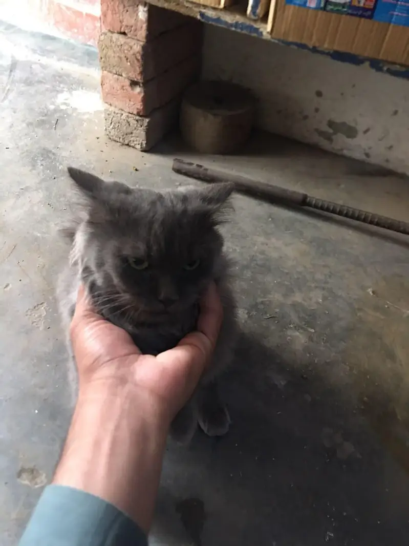 cat male for only exchange white colour cat female 03090565563 — photo 8