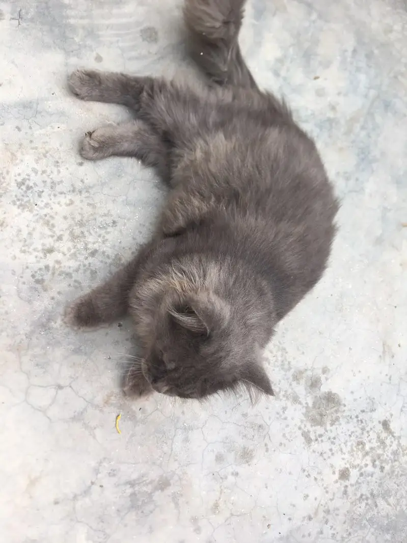 cat male for only exchange white colour cat female 03090565563 — photo 9